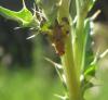 Xyphosia miliaria
